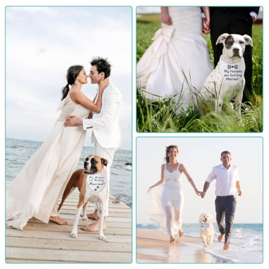 Blank Dog Bandanas Large-1PCS, - Bandana Blank White review and price