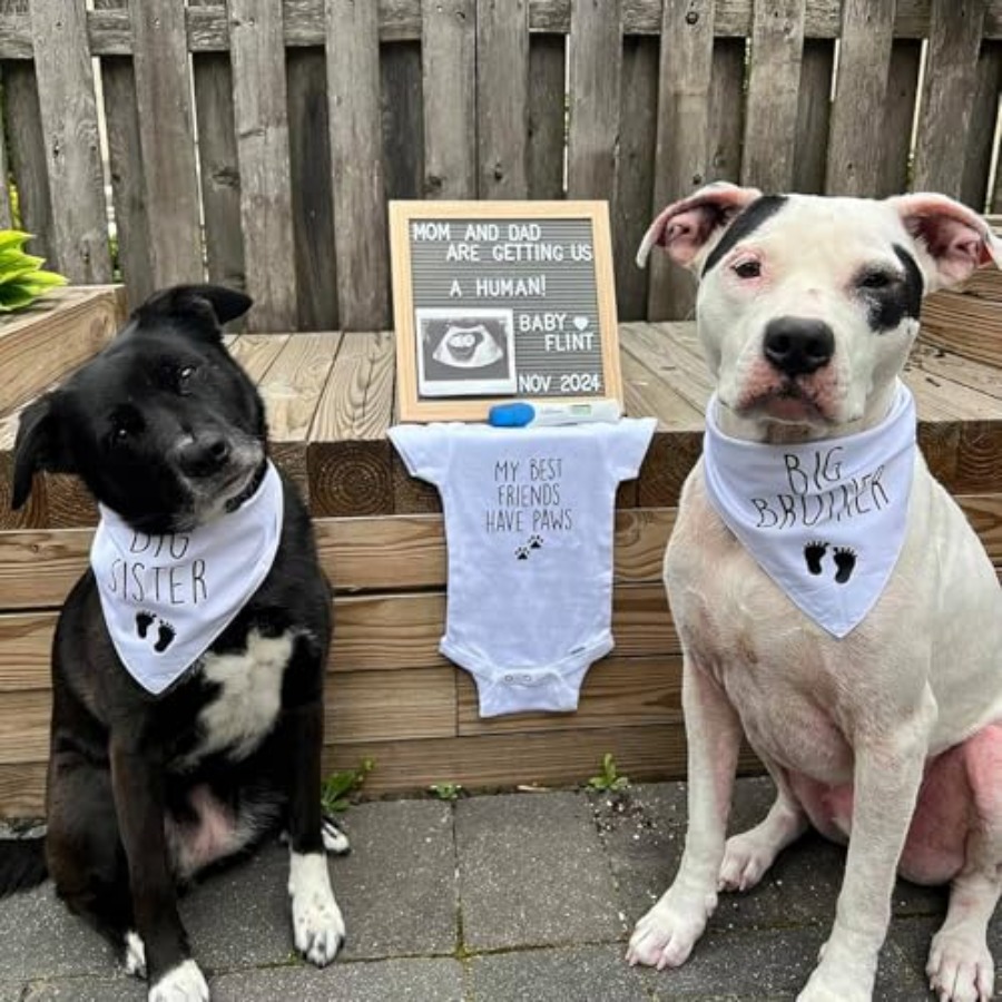 Blank Dog Bandanas Large-1PCS, - Bandana Blank White review and price